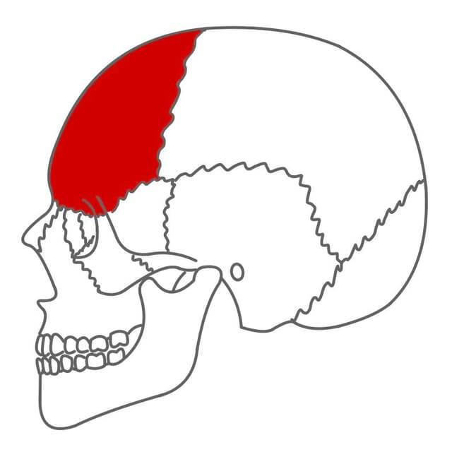 Stirnbein (os frontale):
beinhaltet die Stirnhöhle (sinus frontale).