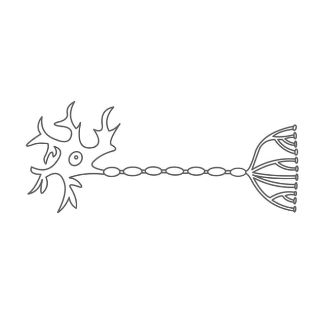 Aufbau der Nervenzelle (Neuron)...