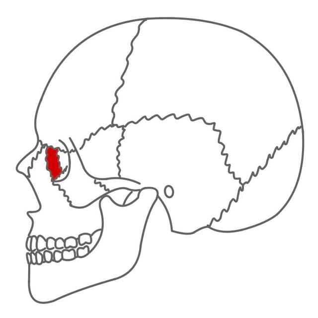 Tränenbein (os lacrimale):
paarig angelegt (gibt es zweimal), bildet einen Teil der Augenhöhle und der seitlichen Nasenhöhlenwand.