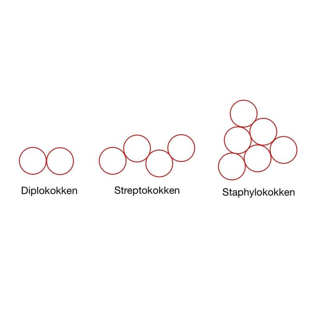 Kugelförmig (Kokken):
zwei Kugeln (Diplokokken),
Kette (Streptokokken),
mehrere Bakterien in einer Traube zusammen (Staphylokokken)