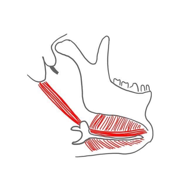 Zweibauchmuskel (musculus digastricus): 
kommt vom Schläfenbein und setzt im Kinnbereich innen an.
