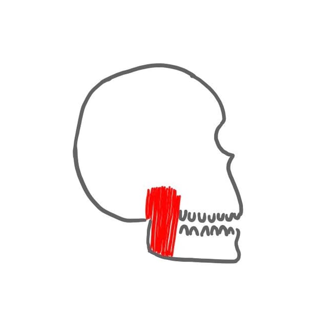 Kaumuskel (musculus masseter): 
er kommt vom Jochbein und setzt am Kieferwinkel außen an.