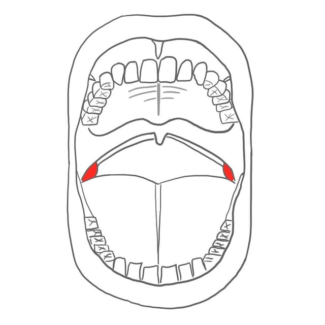 Gaumenmandeln = tonsilla palatina