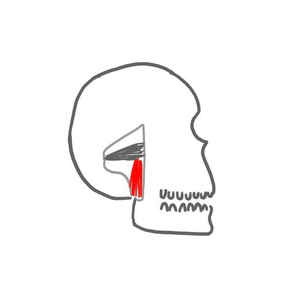 Innerer Flügelmuskel (M. pterygoideus medialis): 
er kommt vom Keilbein und setzt am Kieferwinkel innen an.