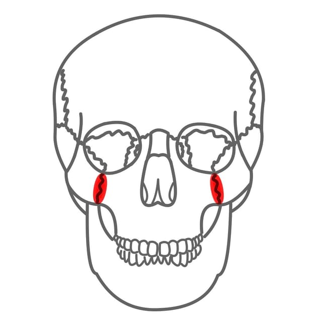 Processus zygomaticus (Jochbeinfortsatz)